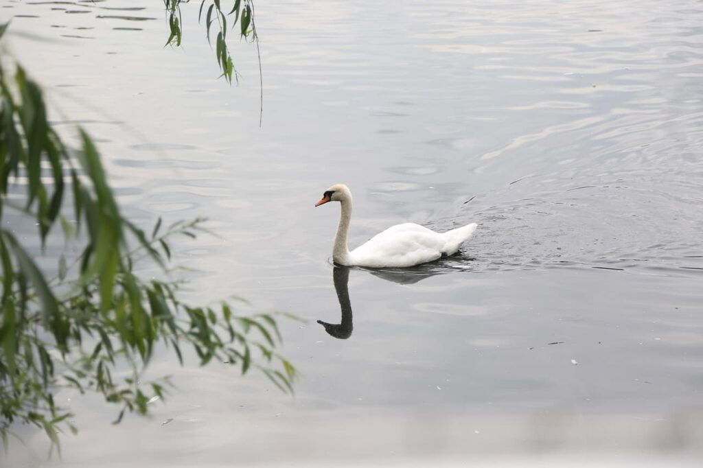 A swan on Diamond Valley lake in Southern California.